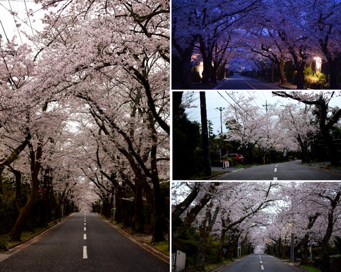 夜明け前に伊豆高原に着いて、大室山へ続く…桜並木の坂道を撮影。今回はメインの通りを中心に、（余計なものが）被らないように