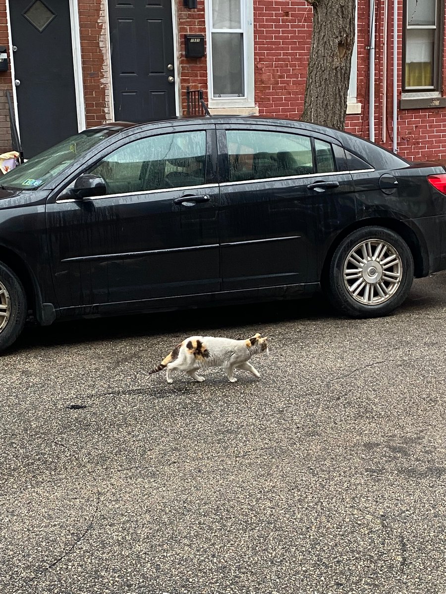 kynnnaaaa's tweet photo. Philly = land of the cats https://t.co/YhtoeAuvss