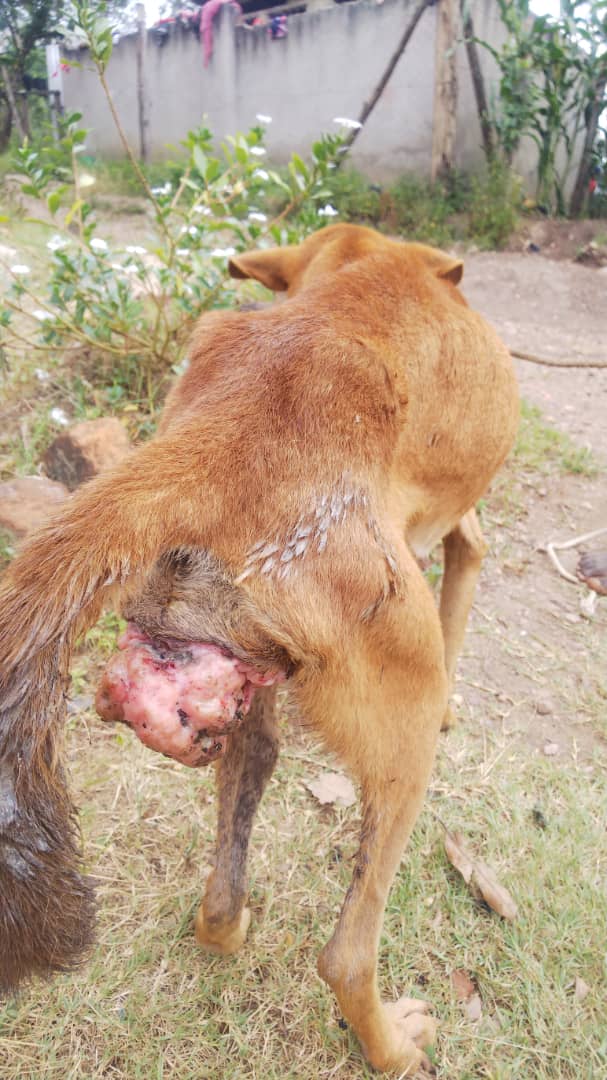 AlexisOchieng's tweet photo. Hello brother and sisters who love pets life I do call upon you to help support this poor dogs life in treatment and food you visit our bio to help donate dear friends https://t.co/fUjrn1IaIE