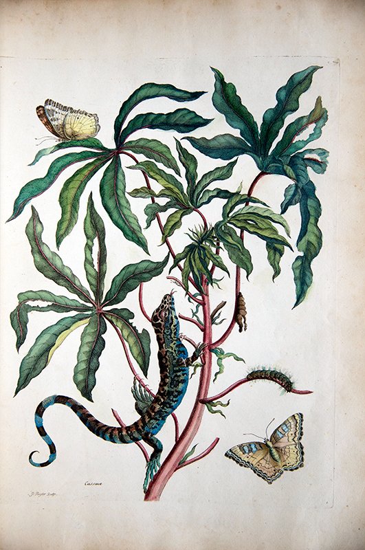 Maria Merian was born #OTD in 1647. #Artist, entomologist, #HERper &amp; traveller. Her #book on insects of Surinam is one of our favourites &amp; we often feature it in our tweets. Our #blog looks at her interest in herpetology : zsl.org/news-and-event…
 #sciart #WomensArt #WomenInSTEM