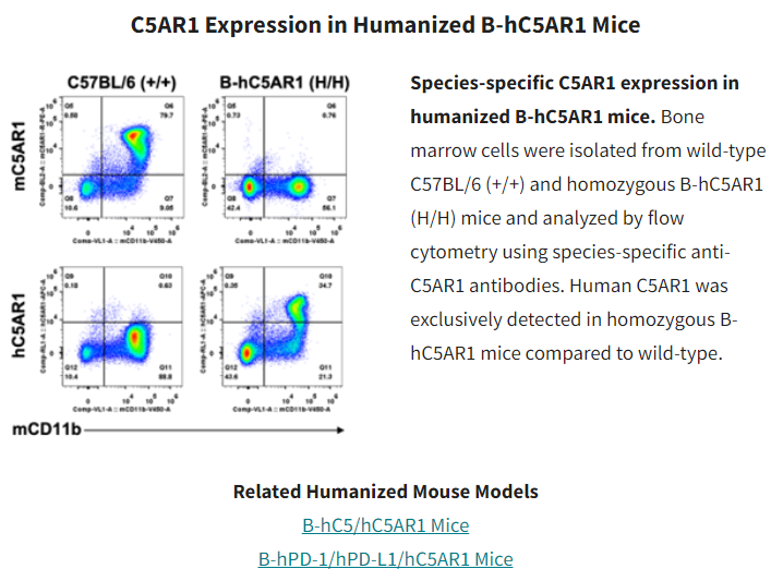 Alterations in G protein-coupled receptor signaling are associated w/ immune dysregulation and cancer progression, making GPCRs attractive drug targets. Check out our B-hC5AR1 Mice: lnkd.in/edUFrqxt #mousemodel  #gpcr #humanizedmodel #geneediting #genetargeting #autoimmune