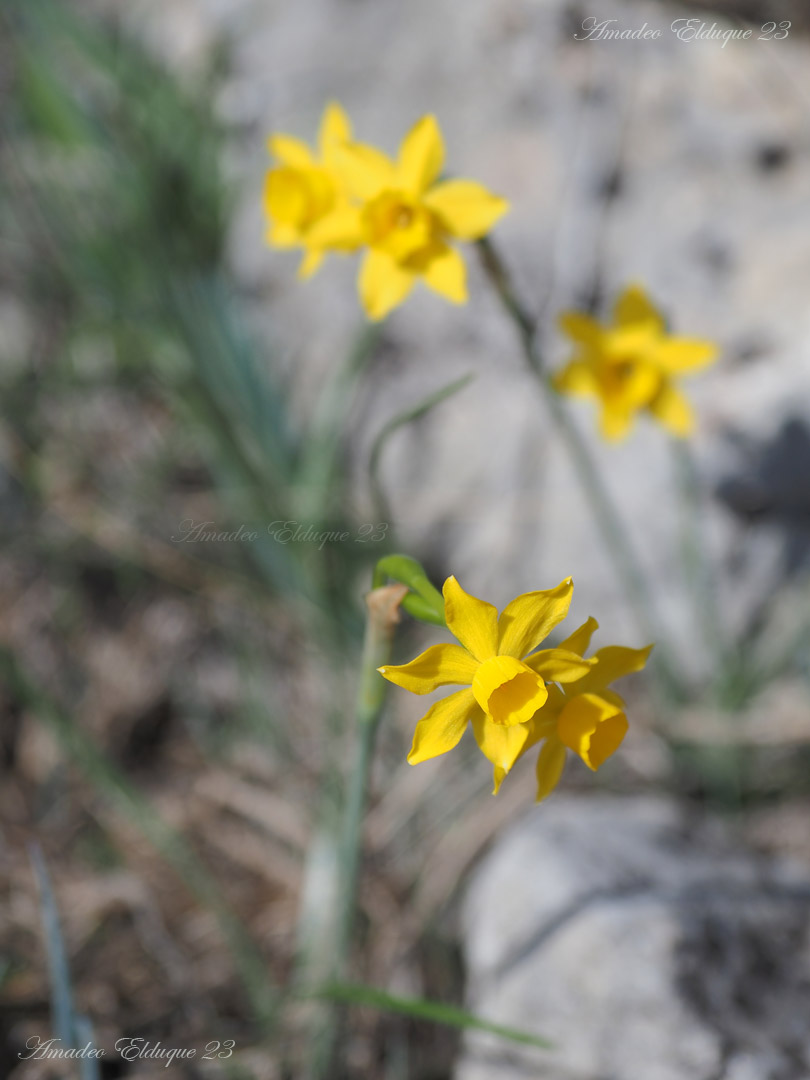 aelduque's tweet photo. #Cazoletas, #Farolillos, #Narcissus_assoanus. https://t.co/GRjrGZSyIi