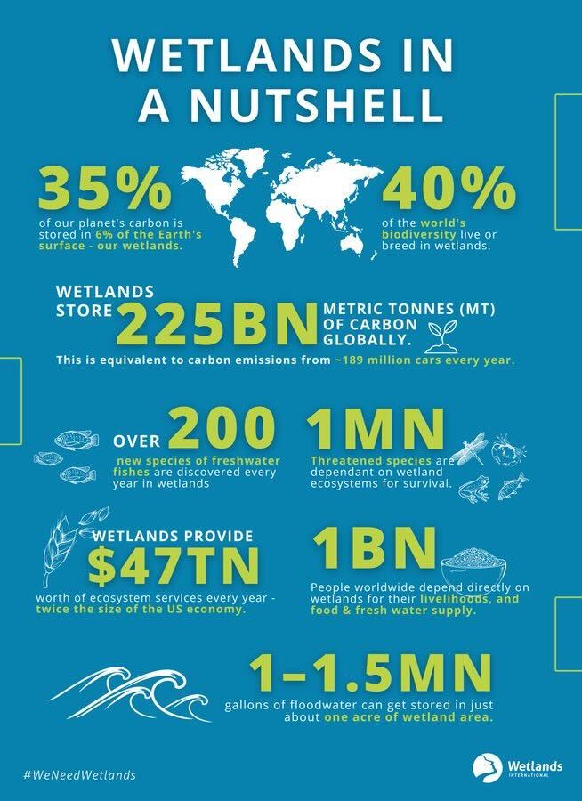 WILDCOAST's tweet photo. Love this infographic from @WetlandsInt - highlighting the global importance of conserving our last remaining #wetlands &amp; #bluecarbon ecosystems which store  #carbon stocks equal to the annual #emissions of 60,226 coal-fired power plants! https://t.co/jnDeHDheK3
