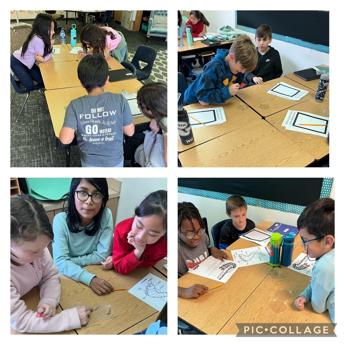 team_4th's tweet photo. Mealworm Fun in 4th Grade @CarrollFISD https://t.co/LNjqAq3KF3