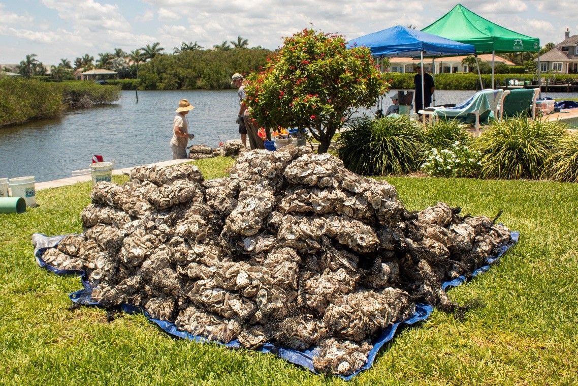 HelpTheLagoon's tweet photo. Oysters and Living Shorelines-The focus of oyster restoration in #IndianRiverLagoon is to filter, trap, &amp; remove excess nutrients.-Will also reduce shoreline erosion &amp; provide habitat for many lagoon species. https://t.co/4zo9XyyWMC