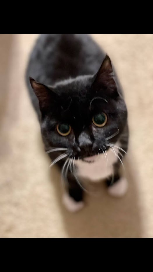 gandolf_s's tweet photo. Missy was rescued a year ago. Her only crime is she still needs time to acclimate. It is extremely hard for them to acclimate when they do not get enough human attention. https://t.co/LkPfJlNm8f