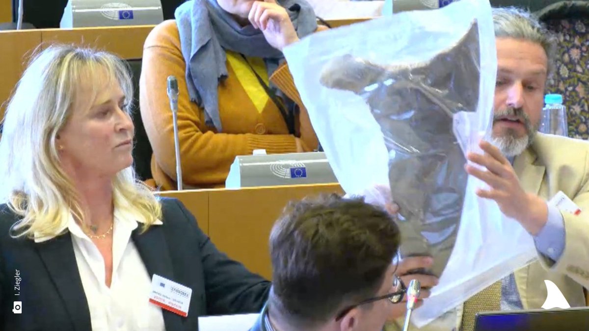 #FinBanNow debated at 🇪🇺Parliament today bit.ly/EU_FinTradeBan. Experts argue illegal fin trade of #CITES🦈 can’t be controlled. Who could identify amidst thousands of fins at customs which 🦈 this fin is from? <a href="/EU_Commission/">European Commission</a> must ban import, export &amp; transit of loose fins!