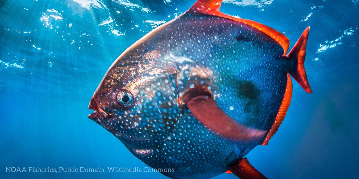Behold the opah. This hefty fish can reach up to 7 ft (2 m) long &amp; weigh up to 600 lbs (270 kg). It lives throughout the world’s oceans at depths of up to 1,300 ft (400 m). How does it keep warm as it travels through the deep? The opah is one of the only known warm-blooded fish!