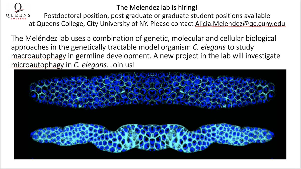 wormautophagy's tweet photo. The Meléndez Lab is hiring. Grant funding for multiple positions. To apply please contact alicia.melendez@qc.cuny.edu #celegans #autophagy #germline https://t.co/gNL1eHeNIj