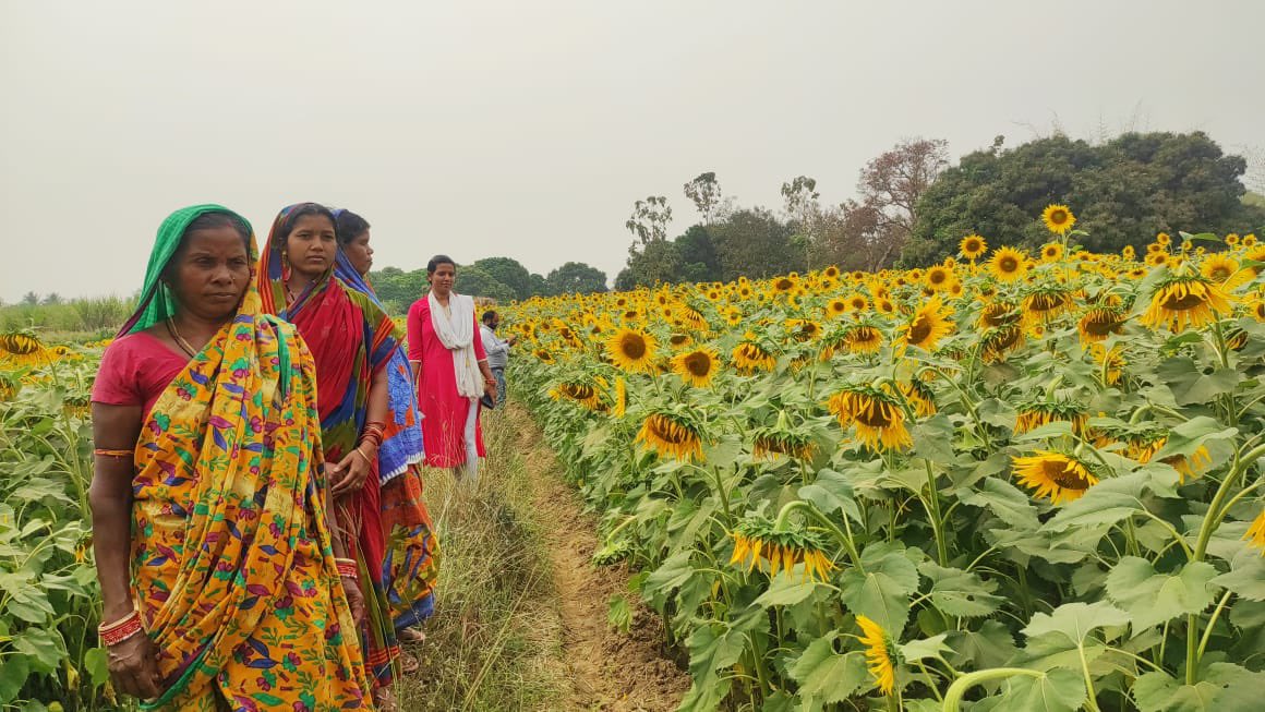 dmfangul's tweet photo. #Sunflower cultivation around 25 acres adopted for income enhancement by Annapurna PG members of 60 families at Nakchi G.P. Kishorenagar, an initiative for convergence with line department, oil seed cultivation training, under #APCangul, supported by DMFT, Angul. https://t.co/sZkyGEPPJM