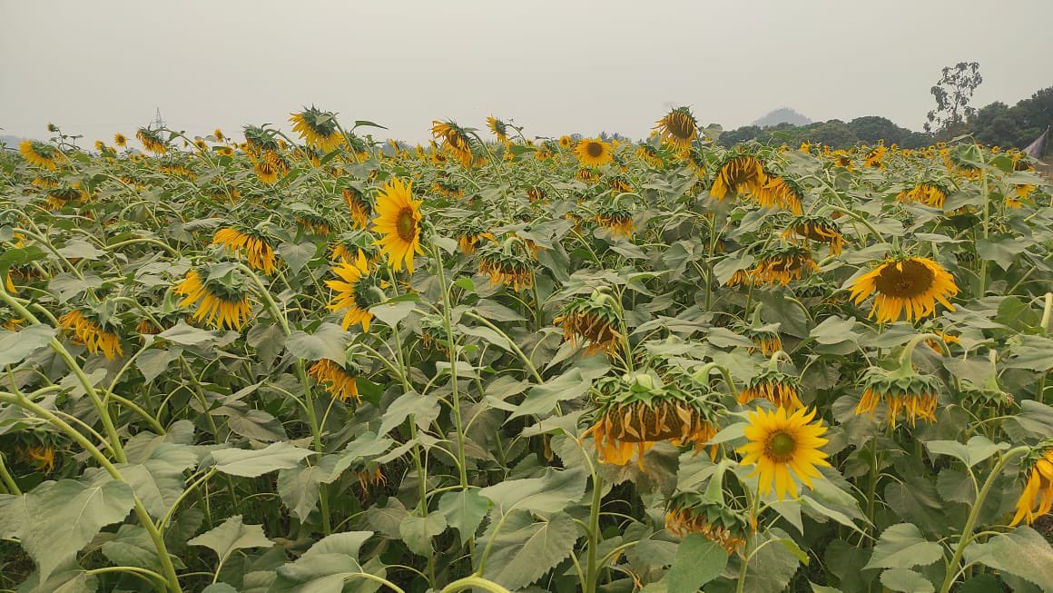 dmfangul's tweet photo. #Sunflower cultivation around 25 acres adopted for income enhancement by Annapurna PG members of 60 families at Nakchi G.P. Kishorenagar, an initiative for convergence with line department, oil seed cultivation training, under #APCangul, supported by DMFT, Angul. https://t.co/sZkyGEPPJM