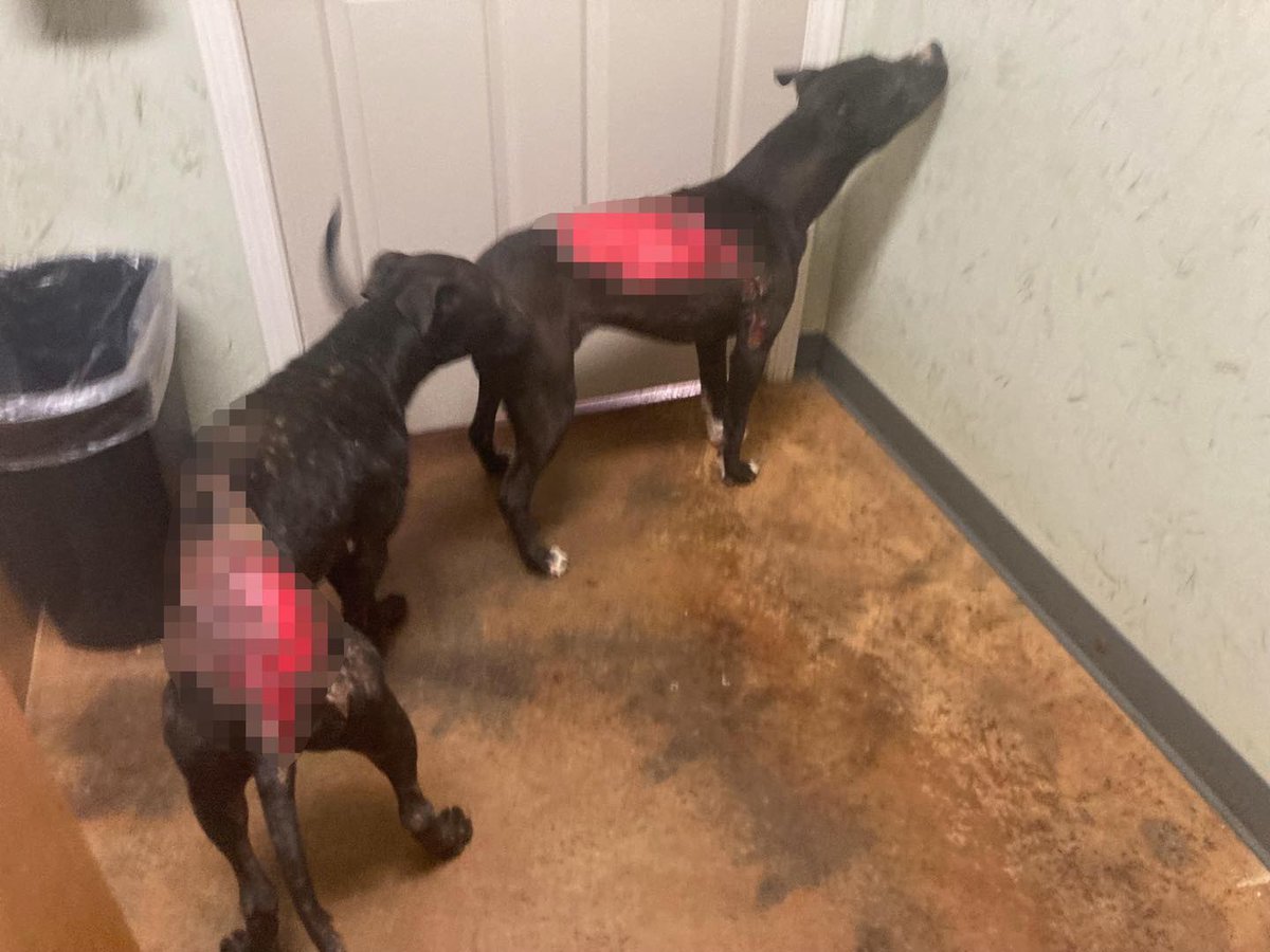 Detroit Dog Rescue tweet media
