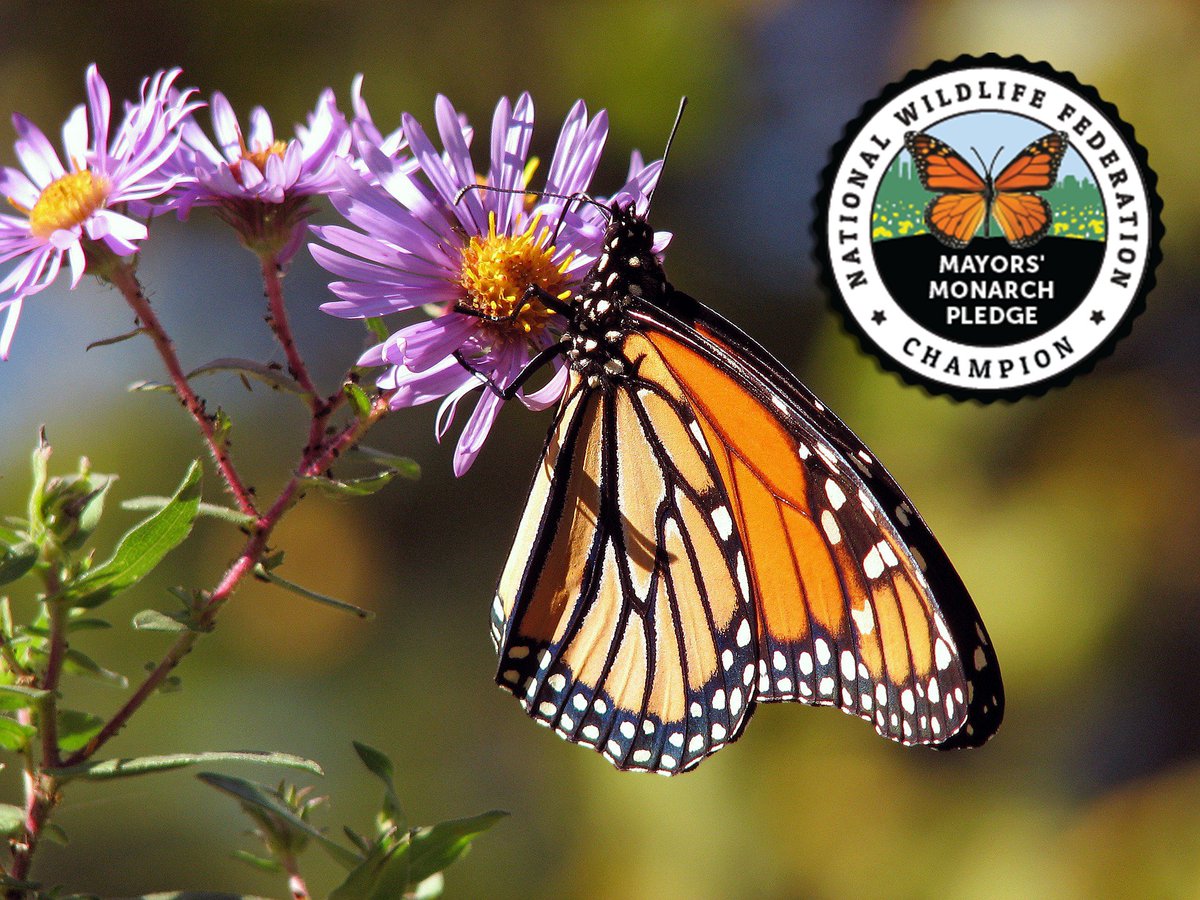MinnetonkaMN's tweet photo. Minnetonka was one of five cities in the nation named a Monarch Champion in 2022. Cities earn this title by completing 24 or more projects that protect habitat, educate residents or create local policy change. 

See Minnetonka's Monarch Pledge profile at https://t.co/7DXcsabm5C https://t.co/4OiaBghzJK