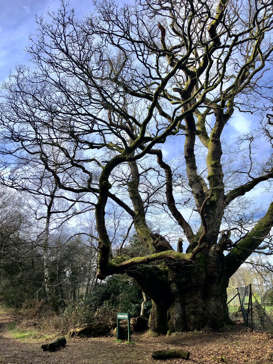 A reminder that a lot of learning happens outside formal education, how a trip to an ancient oak forest can get you curious about the trees lives and interconnected human history, some over a 1000 years old #outdoorlearning #staycurious #savernakeforest