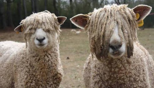 "Aki vile hatujazoea kukula nyasi ya green "