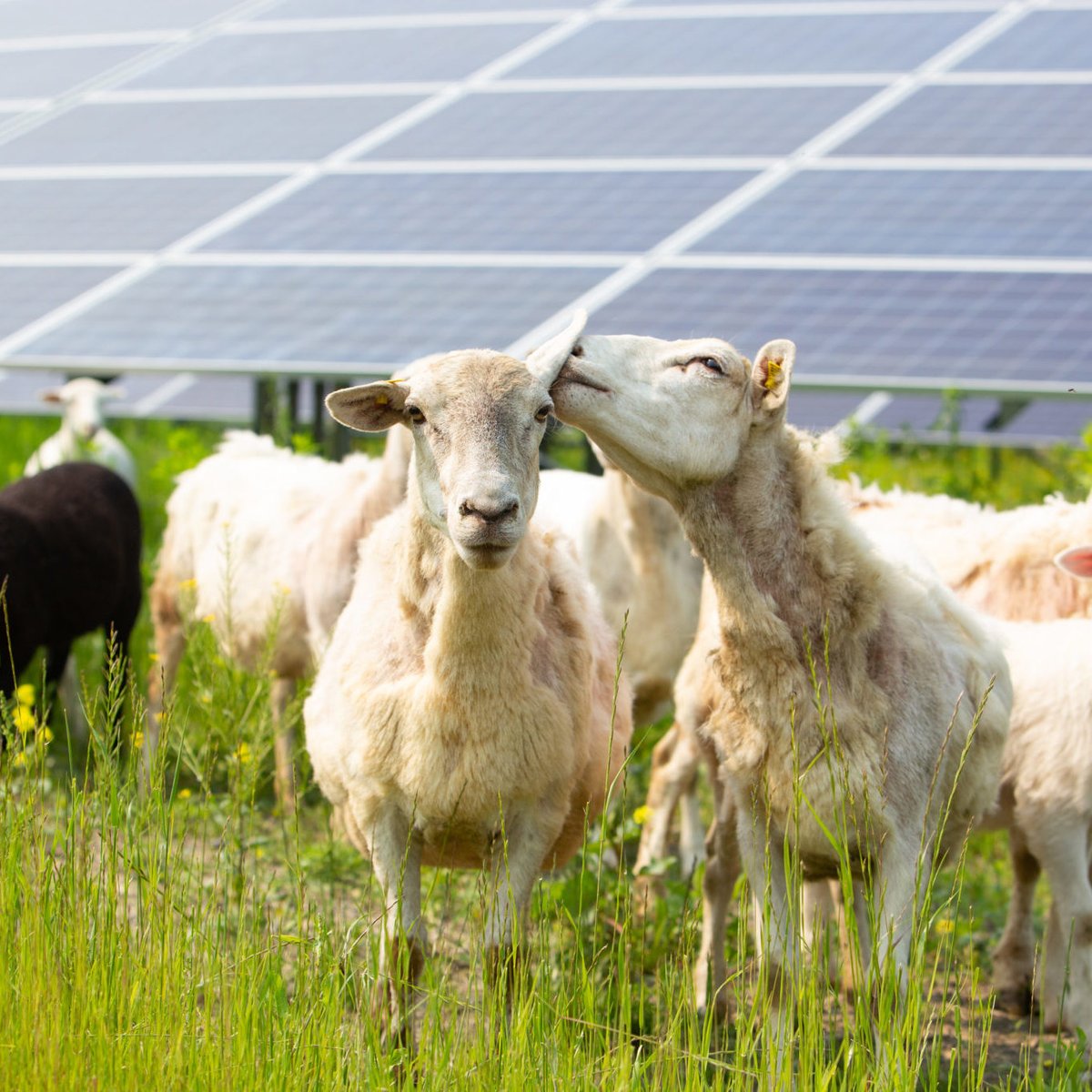 Sustainable Cornell tweet media