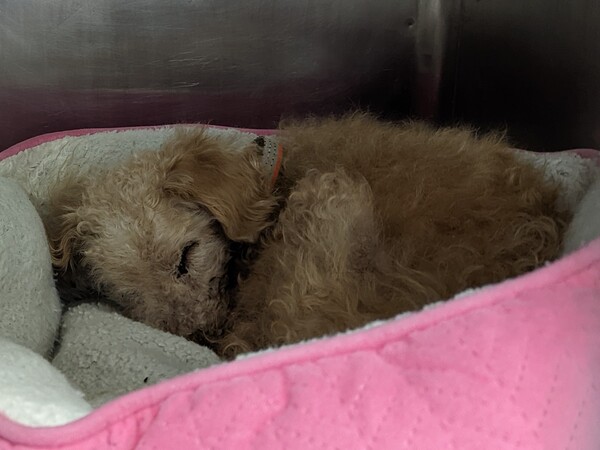 PoundHoundsResQ's tweet photo. I literally want to throw up!  

16 years old and abandoned at an animal hospital

This poor dog!

FOUND IN BRONX…NOW AT NYCACC
Name: Morris
*Please keep in mind the name of the animal given by care center workers at intake may not match your pets name, especially if found as a stray with no source of identification.
Animal ID 167529
Type Dog    
Sex Male
Spayed / Neutered No
Color Tan
Age 16Yrs (approx)
Found Location Morris Park 
BRONX, 10461
Breed Small Mixed Breed Cross
Date Found 3/26/2023
Animal Identification
Animal ID: 167529