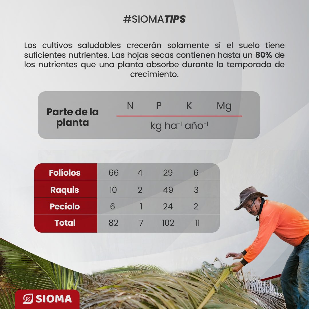 siomapp's tweet photo. ¡No tires esas hojas podadas de la palma! 🌴🍃 Además de ser excelentes para el compostaje, estas hojas contienen una gran cantidad de nutrientes valiosos para el cultivo. 🌿💪

#cultivodepalma #reciclaje #nutrientes #fertilidadsuelo #agricultura #sostenibilidad https://t.co/M9BkfLDFfL
