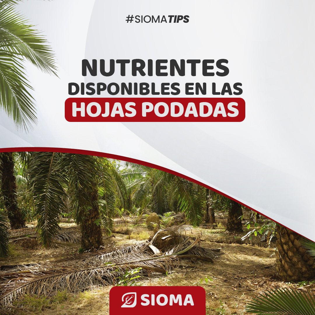 siomapp's tweet photo. ¡No tires esas hojas podadas de la palma! 🌴🍃 Además de ser excelentes para el compostaje, estas hojas contienen una gran cantidad de nutrientes valiosos para el cultivo. 🌿💪

#cultivodepalma #reciclaje #nutrientes #fertilidadsuelo #agricultura #sostenibilidad https://t.co/M9BkfLDFfL