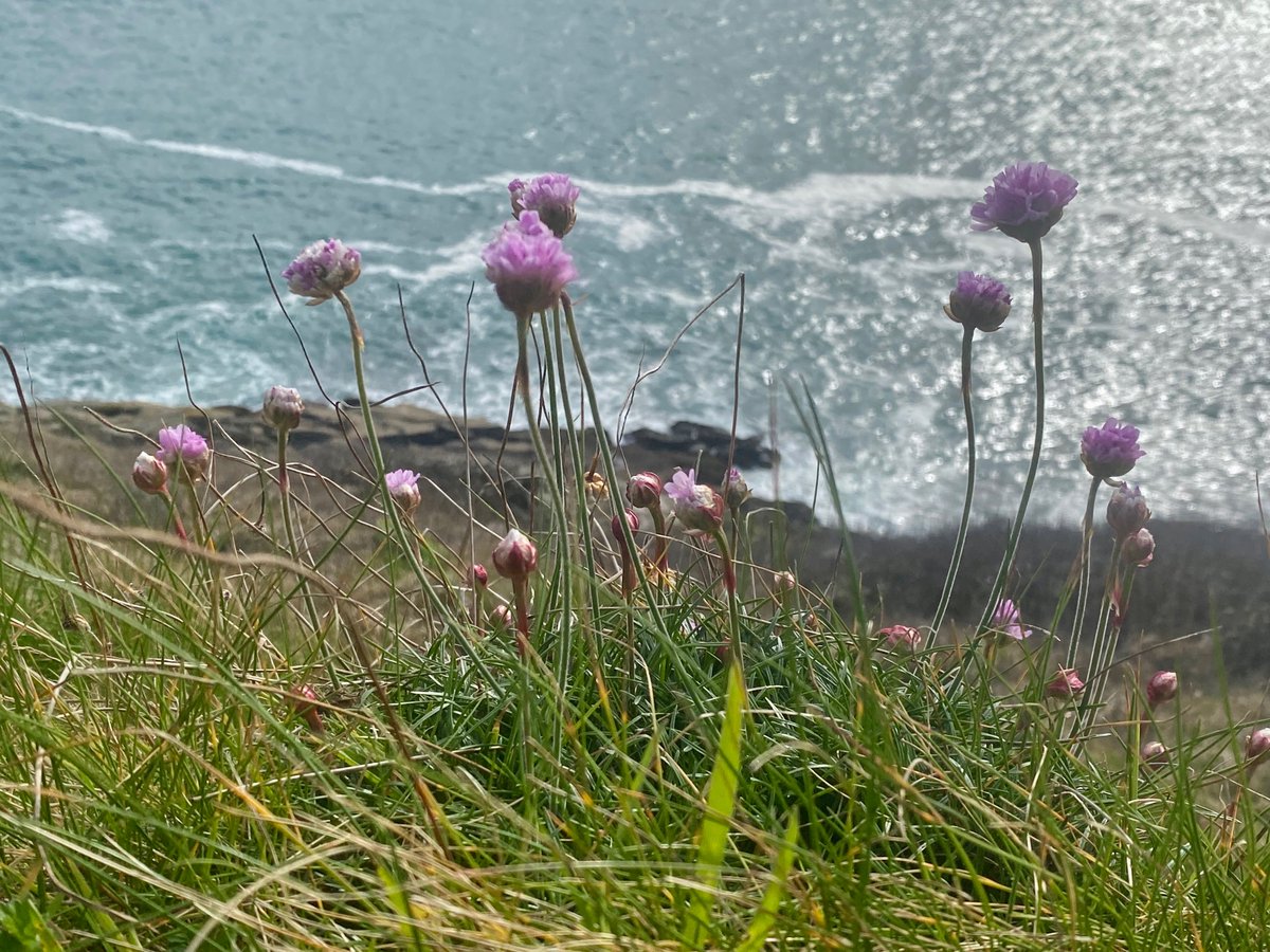 bakrim2000's tweet photo. 1.  Lots of wildflowers coming through, spring is in the air. What a lovely day!
#walking👣#Cornwall https://t.co/fGjtqqU9VA