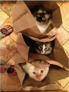 SDKHunter's tweet image. Oh. You CAN see us then … #cats