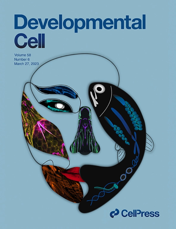 CrumpLab's tweet photo. Olivia's illustration made the Dev Cell cover today. #crumplab, #devcell, #zebrafish, #craniofacial, #uscstemcell https://t.co/jLbX6OZ9al