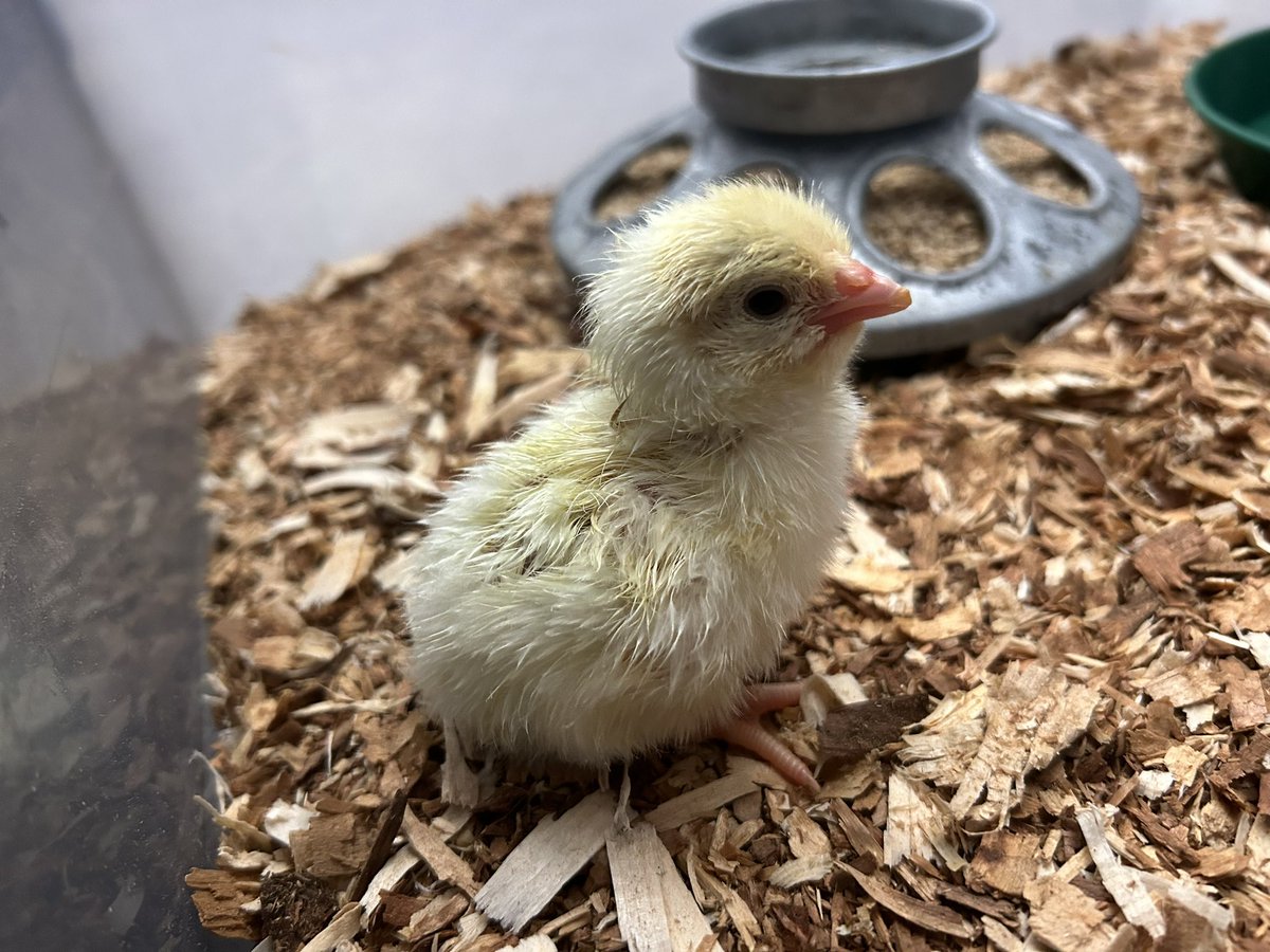 MrsMarchFC's tweet photo. It’s feeling very springy here at French Creek!! One very loud chick has hatched in room 129…waiting on 9 more! 🐣🐥#whatmakesFCspecial @OwenJRobertsFC https://t.co/0Wb7ZFMfu8