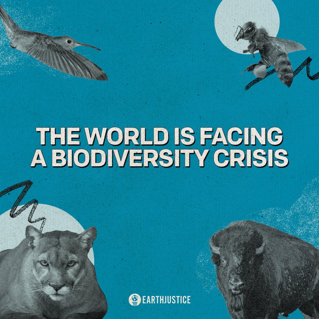 Scientists predict that on our current trajectory of habitat loss and global warming, nearly 40% of all species will face extinction by the end of this century. We need new protections and better enforcement of the existing ones. We need to act now.