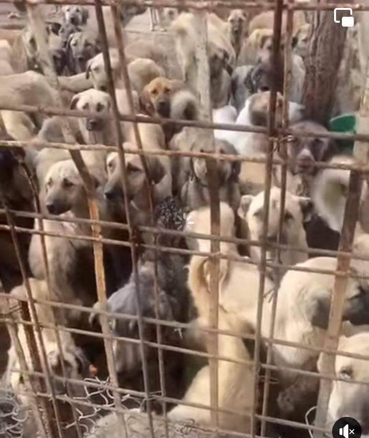 domdyer70's tweet photo. Turkish Veterinary Association killed 200 dogs in Kahramanmaras shelter. They stopped local rescues helping the dogs and promised to rescue themselves, but instead killed them all. Where is the care &amp; compassion for street dogs in Turkey #Turkey https://t.co/3ELIPdRNY1