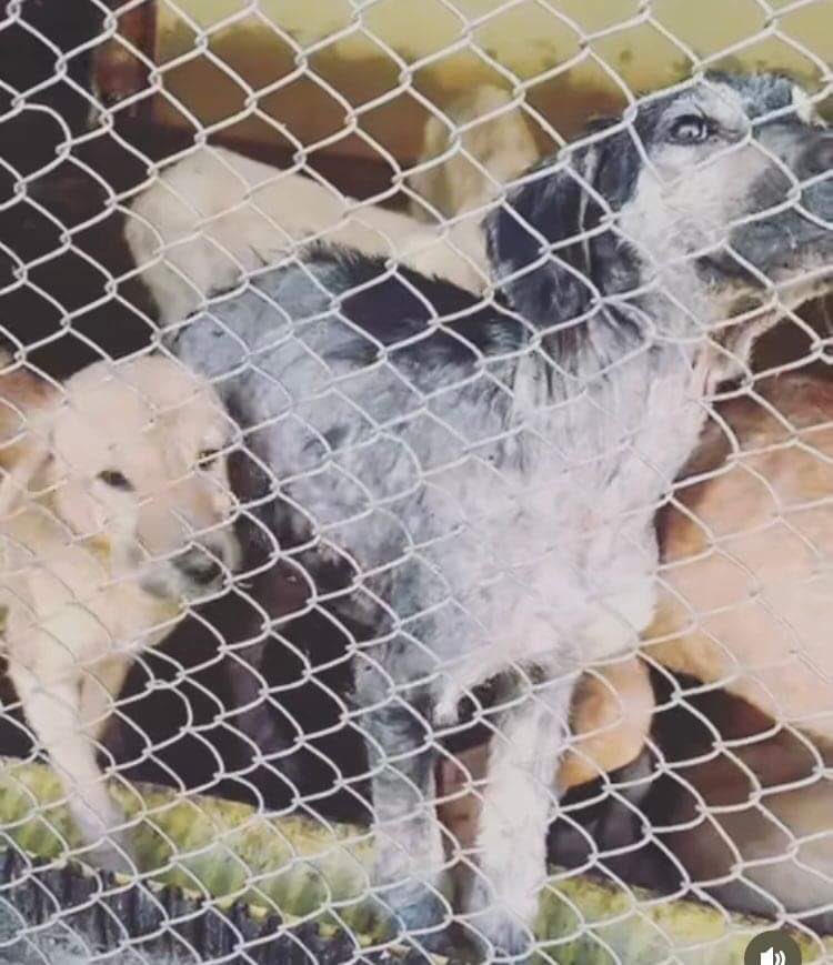 domdyer70's tweet photo. Turkish Veterinary Association killed 200 dogs in Kahramanmaras shelter. They stopped local rescues helping the dogs and promised to rescue themselves, but instead killed them all. Where is the care &amp; compassion for street dogs in Turkey #Turkey https://t.co/3ELIPdRNY1