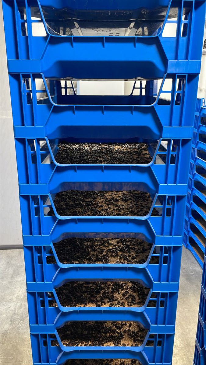 MrBugFarm1's tweet photo. Monday At MrBug's Mealworm Farm, we had a productive day optimising our breeding process. From feeding beetles to experimenting with test trays, we're always seeking ways to improve our mealworm production. Check out our stack of beetle trays! #SustainablePetFood #insectfarming https://t.co/c7JcaHq56w