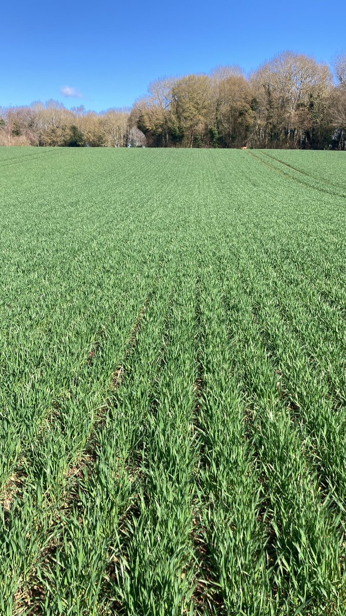 nickpeters1989's tweet photo. This farm having a try with @BionatureAgri programme to see how it performs on his drought susceptible soils. This @KWSUKLtd Dawsum really looking the part following Autumn and tillering application(s) to date. Direct drilled w@HORSCHUK Sprinter #Pushing4Yield #Dawsum #barnfiller https://t.co/CsoTnFW1nH
