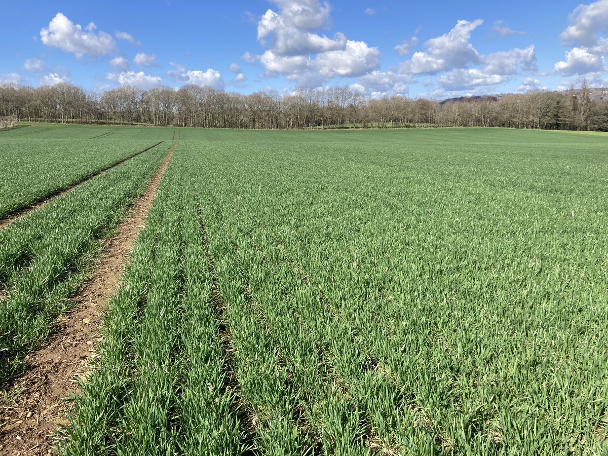 nickpeters1989's tweet photo. This farm having a try with @BionatureAgri programme to see how it performs on his drought susceptible soils. This @KWSUKLtd Dawsum really looking the part following Autumn and tillering application(s) to date. Direct drilled w@HORSCHUK Sprinter #Pushing4Yield #Dawsum #barnfiller https://t.co/CsoTnFW1nH