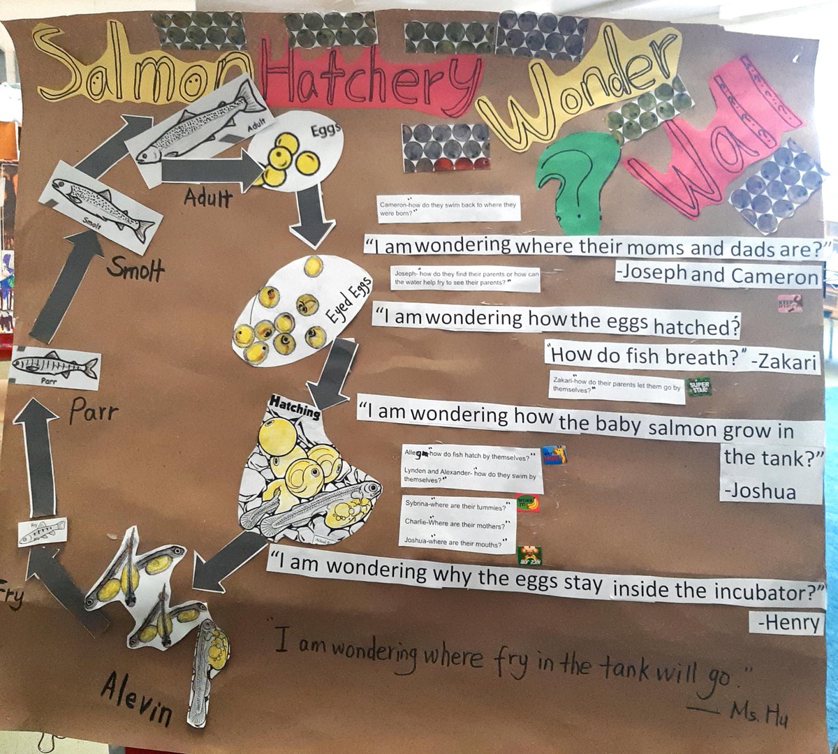 HongliangHu's tweet photo. I am thrilled to infuse salmon #hatchery wonder wall into Kindie's classroom through #inquiry, literacy, math, science, environmental learning &amp; arts. Cross-curricular and integrated approaches allow children to pursue learning holistically. A time for learning, a time for joy! https://t.co/KGZVZ2aUWQ