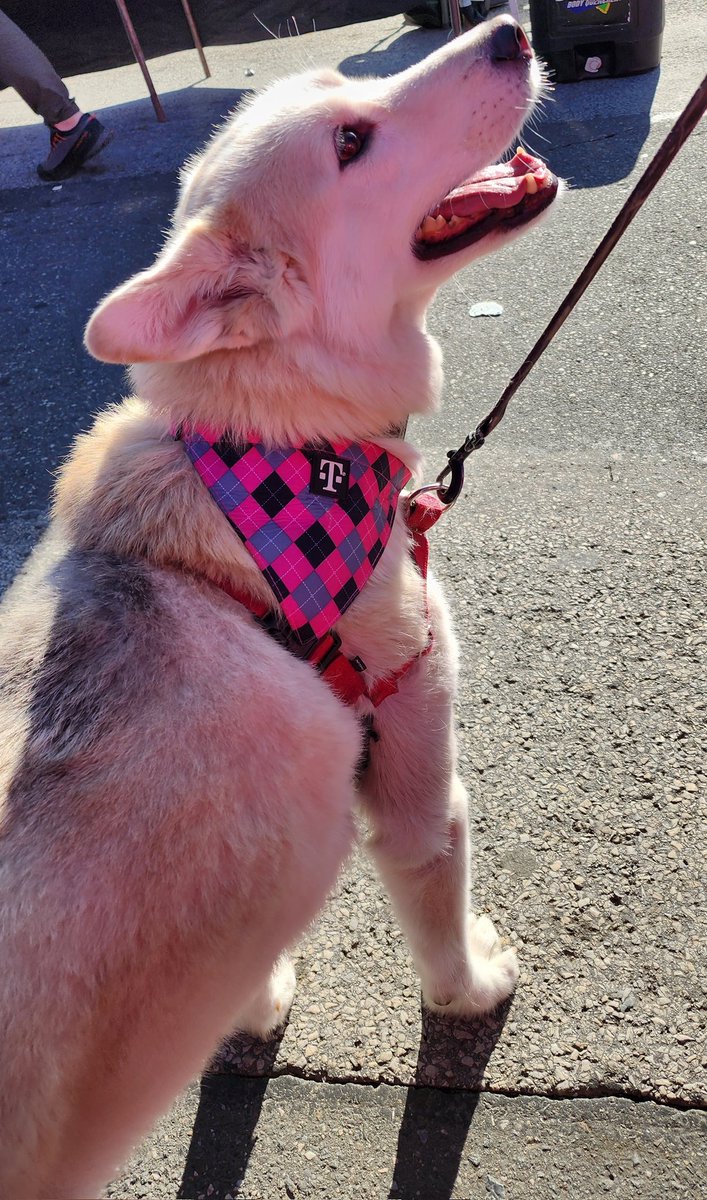 The highlight of work yesterday was to see this cutie 🐕 The highlight for this doggies owner...2 Galaxy Watches on us⌚️ #TMobile #TMobileTruck #TMobileTruckNJ #BeMagenta