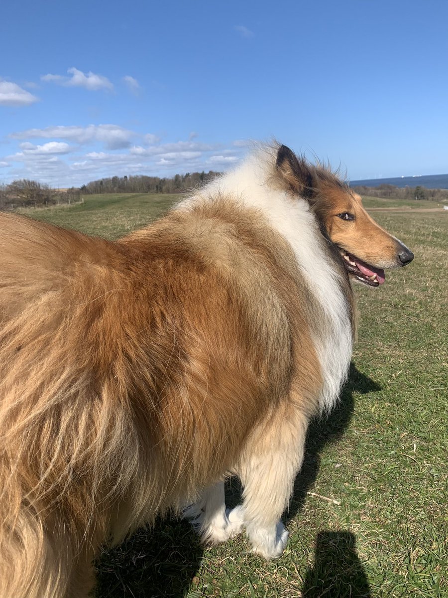 nbwalks's tweet photo. Cody enjoying the cold but sunny Spring weather today. 🐶#roughcollie #dogwalking #souter #northeast #getoutdoors https://t.co/mrXKaMrr3Q