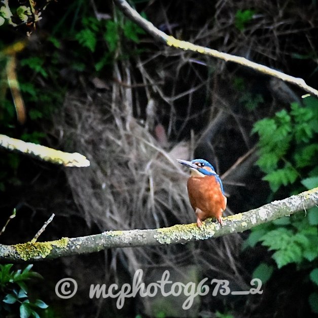 So, this evening's photoshoot was with this stunning male Kingfisher, only managed to get this one shot but was good to see him again!

#nikond5500 #nikonphotography #bbcspringwatch #bbcautumnwatch #naturephotography #beautifulnature #1natureshot #wildlife  #kingfisher