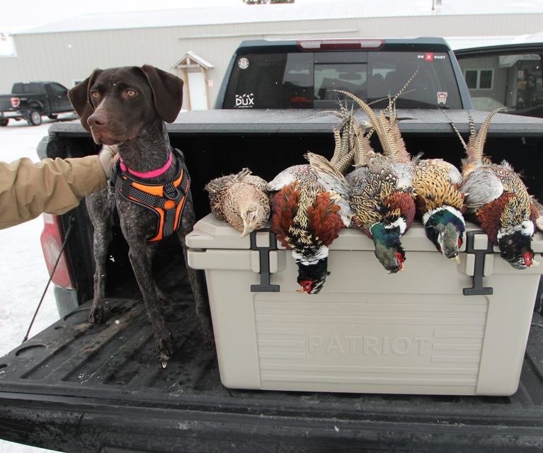 Good boy, good haul

credit: boschuoutdoors IG 

#huntingdog #huntingtrip #huntingseason #patriotic #cooler #pickuptruck