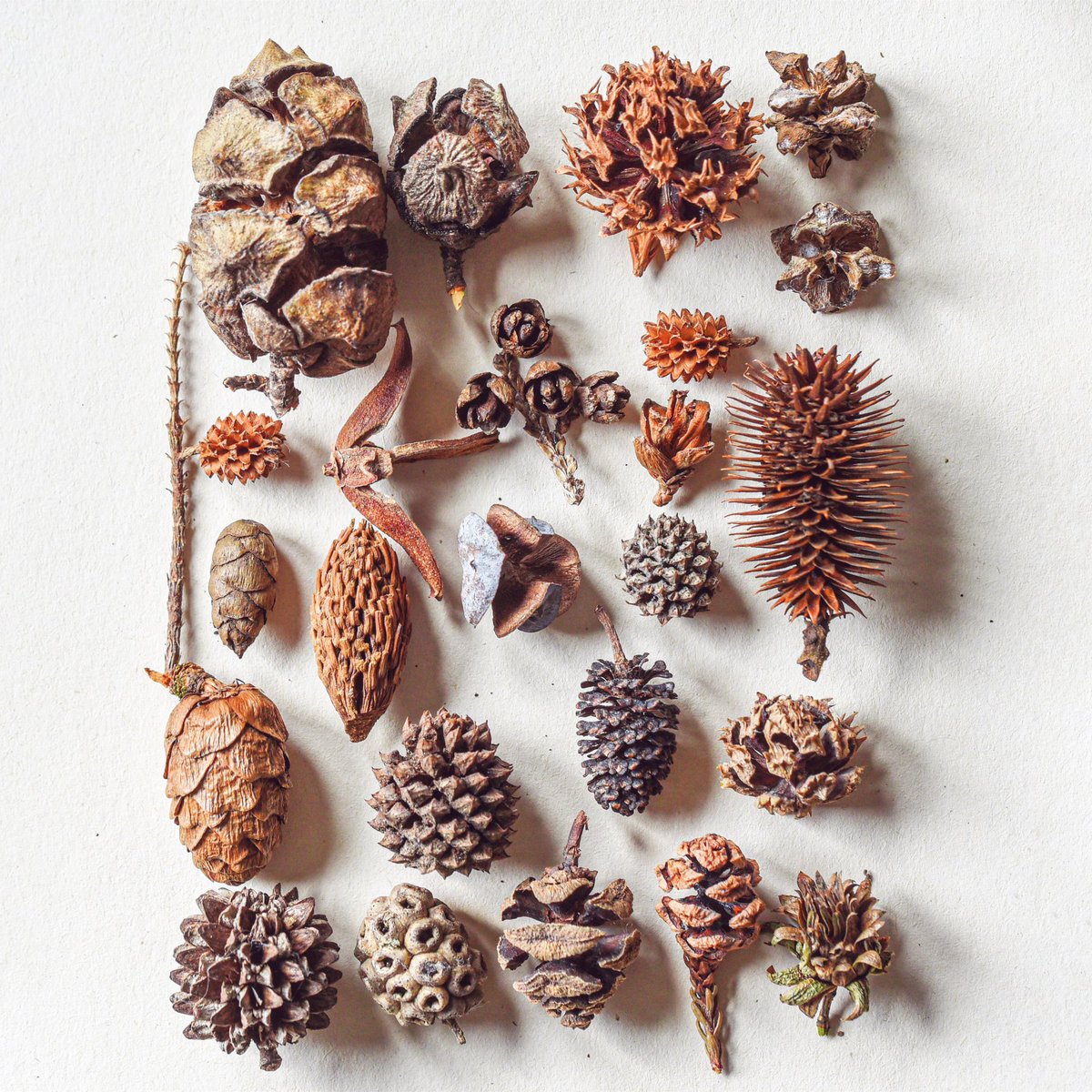 Conifer cones, a few cone like galls and seedpods of alnus, platycarya and casuarina