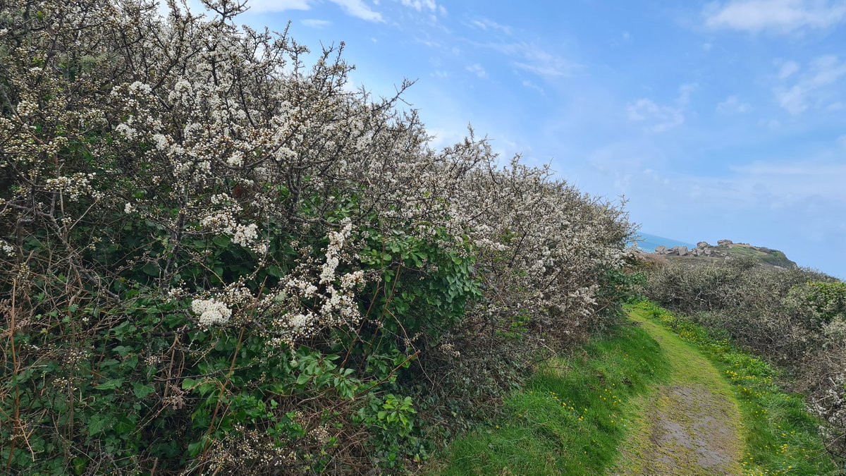 FabriceFauchoux's tweet image. Ile Milliau ce week-end. De quoi attaquer la semaine avec énergie #IleMilliau  #trebeurden #workinlannion