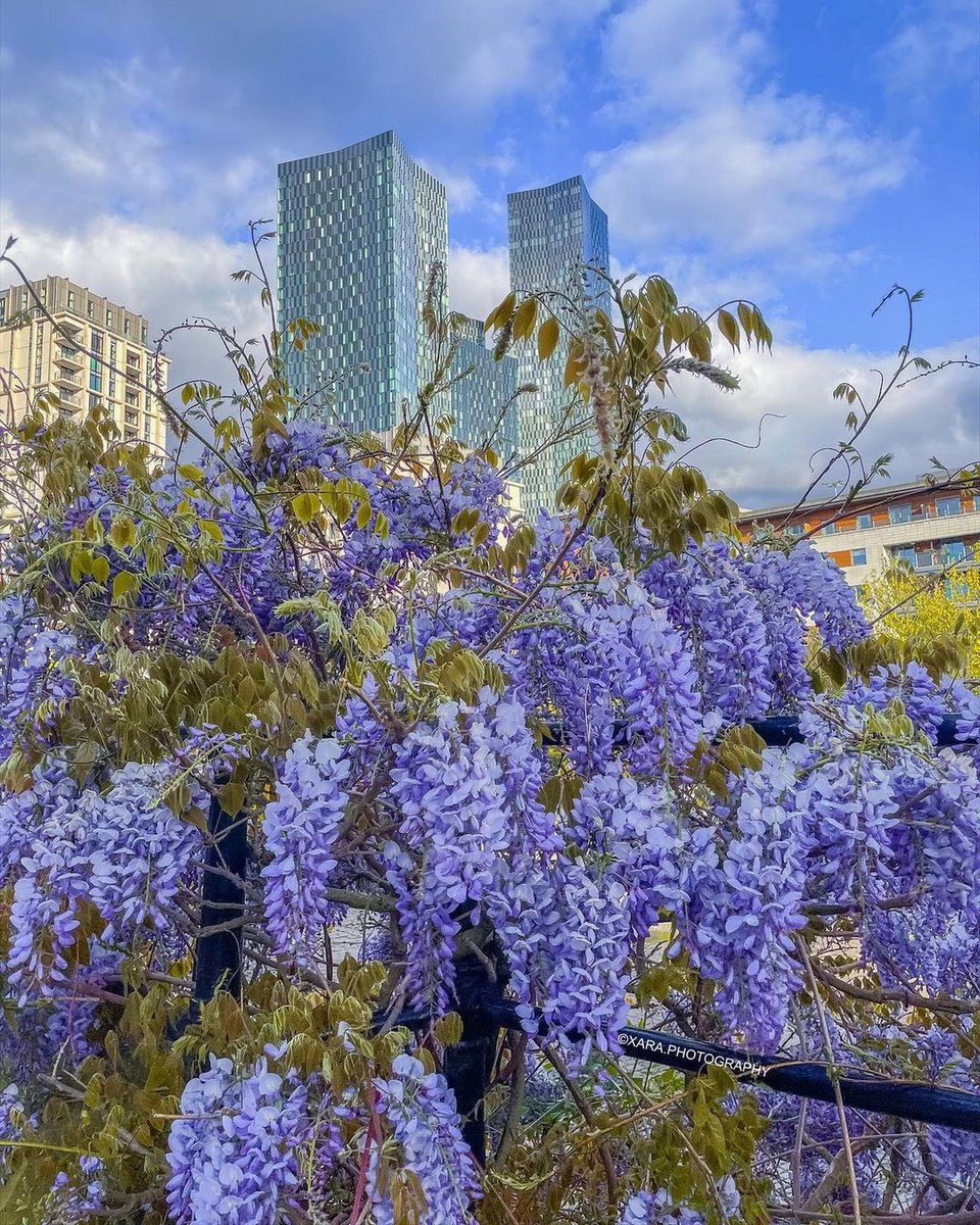 Manchester Weather 🐝 tweet media