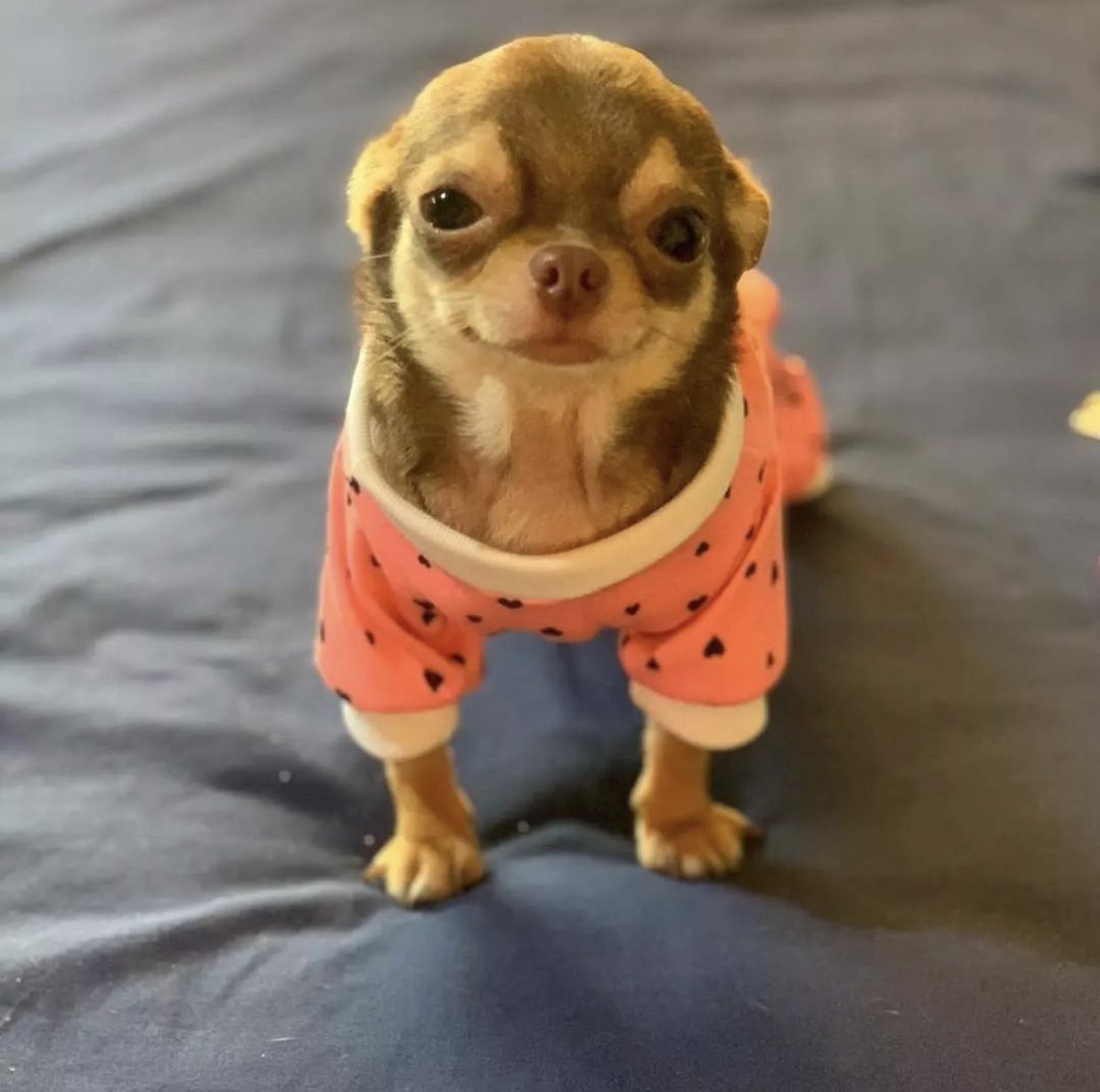 whotfisjovana's tweet photo. this is me btw when ur being mean to me this is who you’re being mean to https://t.co/jXBzSPR2rC