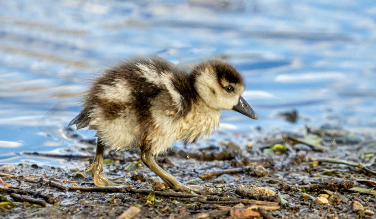 Epping Forest and 13 young Egyptian Geese. Fingers crossed they make it!!