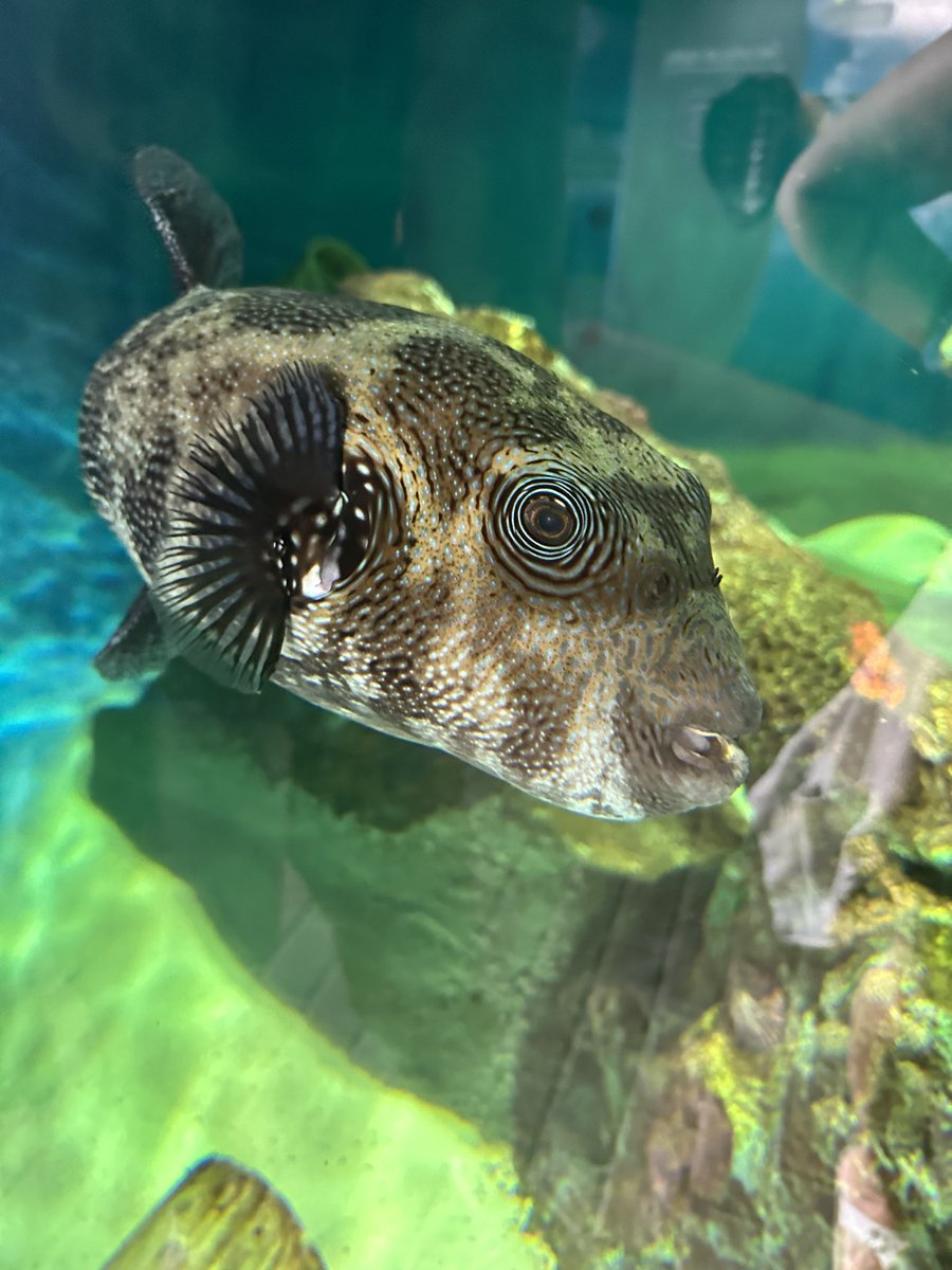 zoemunson_'s tweet photo. couldn’t resist a quick visit to Mote while in Florida 🐡 🦈 🦦 https://t.co/D2imEfV88X