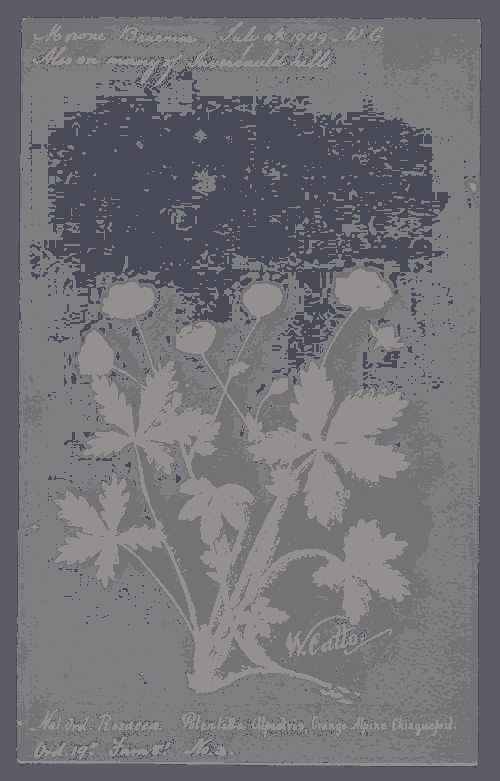 paintergoblin's tweet photo. Orange Alpine Chinquefoil (Potentilla crantzii) - William Catto, William Catto, Aberdeen Archives, Gallery &amp; Museums https://t.co/rj6zrOKsNK #wikidata #digitalart #watercolor (Palette: #BotanicClouds #LowContrast) 🖌🎨 https://t.co/7fhn1H6qxy