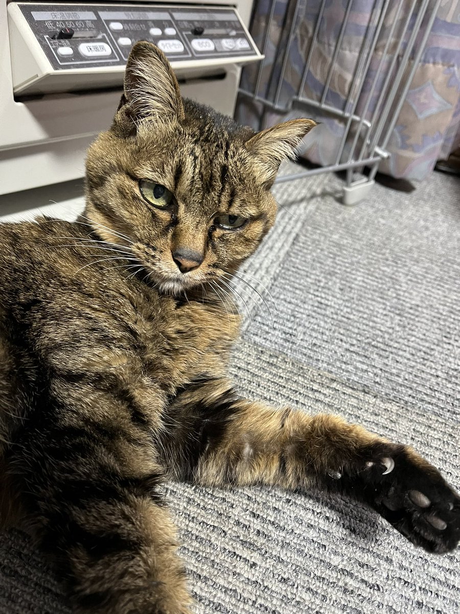 おはようございます。

昨日はリプライ周りの前に力尽きました。

他を見る事で可能性知る日でした。ドラフト会議にかけてもらえる様に書類書きます。

神様っているのかも。