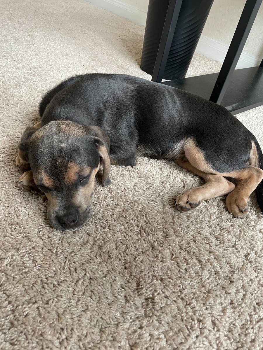 NetgateUSA's tweet photo. Our team has grown!
Help us welcome Rocky, #Netgate's newest teammate!
As official CTO (Chief Treat Officer,) you can expect to see a lot of him in the future๐
As for the picture- it's his first day, so we'll give him a break this time ๐
#Petgate #Pets #Dogs https://t.co/wNQnQSoYYy