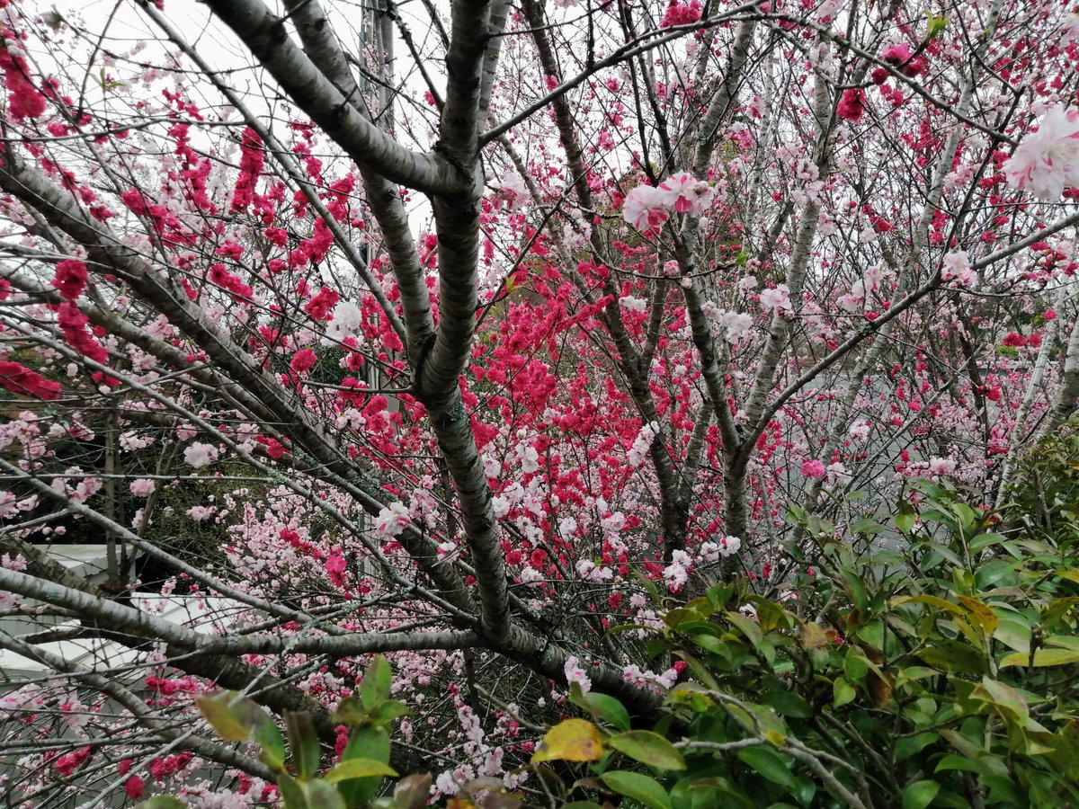 nagara_genki's tweet photo. 長柄町随一のリゾート施設、「リソルの森」の「翠州（スイス）亭」の道路添いの紅白の桃の花が見頃です。一見の価値あり。#長柄町 #リソルの森 #桃の花 #グランピング #翠州亭 #旧スイス大使館
https://t.co/aFRcGHvhec https://t.co/qutQyVIdfM