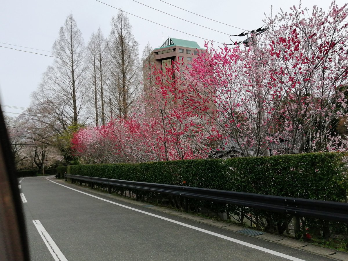 nagara_genki's tweet photo. 長柄町随一のリゾート施設、「リソルの森」の「翠州（スイス）亭」の道路添いの紅白の桃の花が見頃です。一見の価値あり。#長柄町 #リソルの森 #桃の花 #グランピング #翠州亭 #旧スイス大使館
https://t.co/aFRcGHvhec https://t.co/qutQyVIdfM