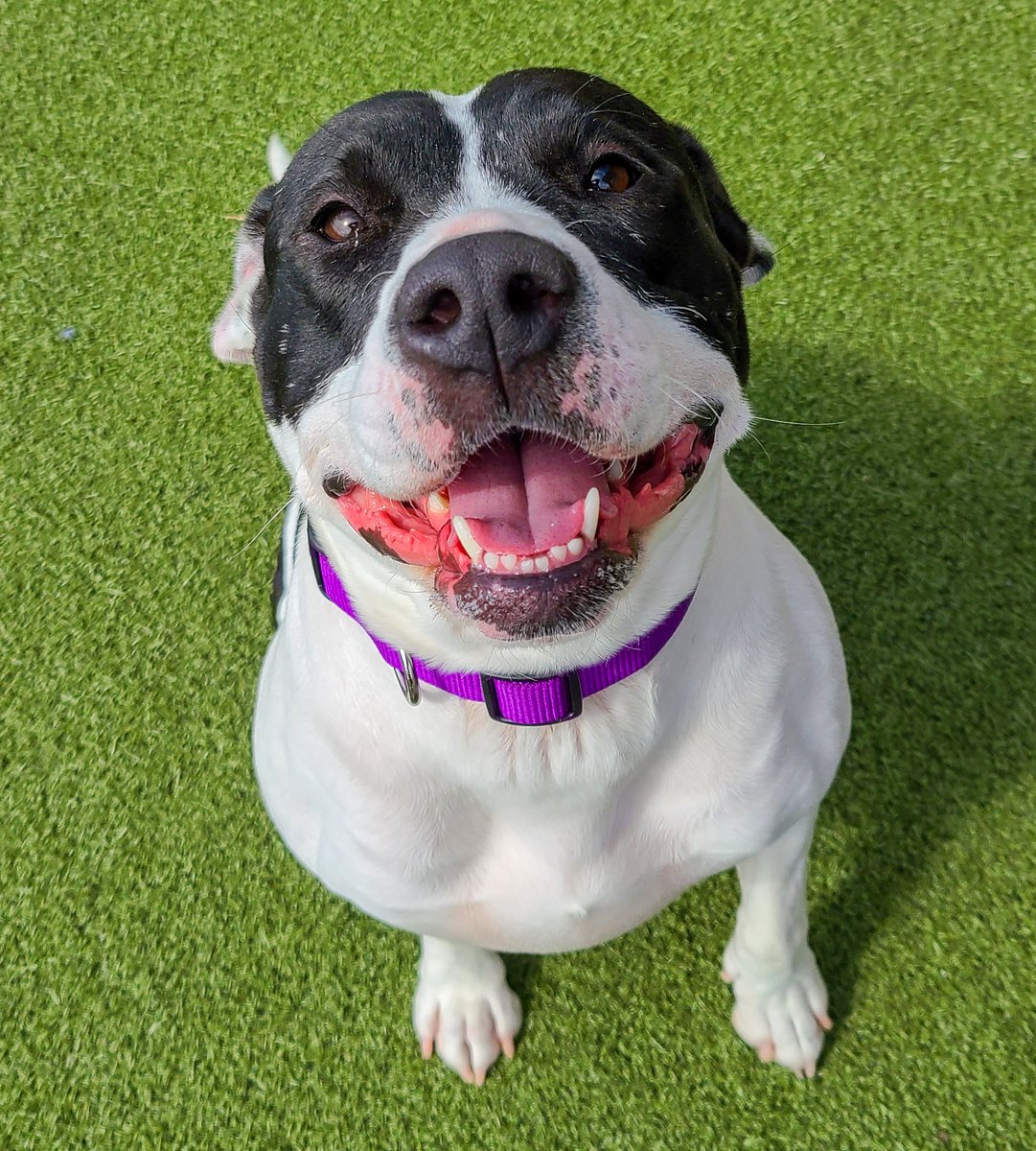 kshumanesociety's tweet photo. Luna may mean "Moon" but this adorable doggo just radiates sunshine! ☀️ #AdoptICT #adoptdontshop

Luna: https://t.co/asZMCGW6HG https://t.co/WMPT8npBss